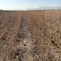 نهال میوه|خدمات باغبانی و درختکاری|چناران, |دیوار