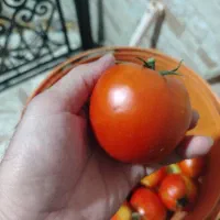 گوجه و خیار محلی تازه سالم ارگانیک