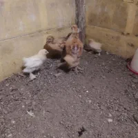 جوجه برهما عالی