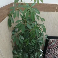 گل تبیعی|گل و گیاه طبیعی|بانه, |دیوار