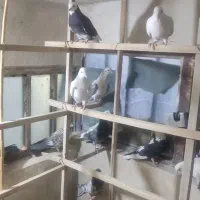 کفتر