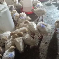 جوجه بوق بیوتی6