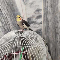 عروس هلندی نر سرحال آواز خوان