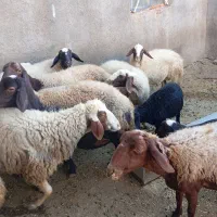 گوسفند و بره