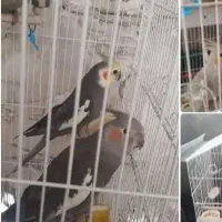 عروس هلندی
