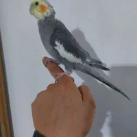 عروس هلندی  مولدباجوجه ها و قفس کامل