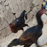 2 عدد فریح لاری