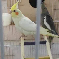 پرنده عروس|پرنده|لاهیجان, کوی خزر|دیوار