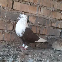 کله سفید ماده عطیقه|پرنده|کارون, |دیوار