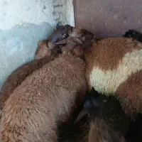 میش و بره جوان و بره نر کیلویی