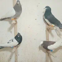 فروش کبوتر|پرنده|شیراز, سیلو|دیوار