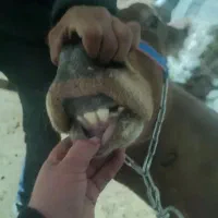 گاو شیری|حیوانات مزرعه|بجنورد, |دیوار