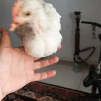 جوجه خروس