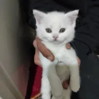 بچه گربه اسکاتیش و بریتیش