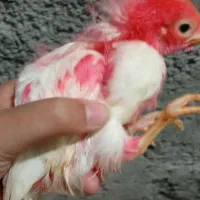 جوجه رنگی