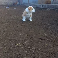 توله آلبای اصل|سگ|انبارآلوم, |دیوار