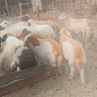 ۱۵ عدد بره جفتی ۵۵ کیلو