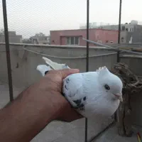 ماده خال پیس نوک ریز|پرنده|برخوار, |دیوار