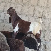 بز میش. گوسفند.بره.گاو