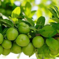 پیشفروش نهال گوجه سبز|خدمات باغبانی و درختکاری|لاران, |دیوار