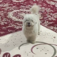 سگ شیتزو|سگ|ایلام, |دیوار