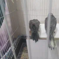 جوجه   عروس   هلندی  سرلایک|پرنده|کرج, حیدرآباد|دیوار