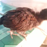 جوجه|حیوانات مزرعه|مرند, |دیوار