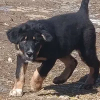 توله سگ عراقی وسرابی