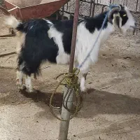 ۱عدد اسب نریان نژاد ۲رگ به همراه ۱عدد بز ماده|اسب و تجهیزات اسب‌سواری|آستانه اشرفیه, |دیوار