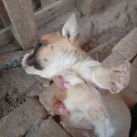 فروش توله سگ اشپیز|سگ|یزد, |دیوار