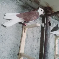 کفتر سورپلنگ و رنگی بم