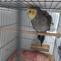 عروس هلندی خاکستری نر