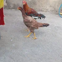 خروس لاری|حیوانات مزرعه|زرندیه, |دیوار