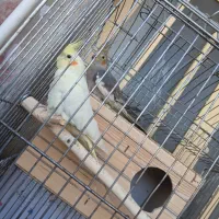 دو تا عروس هلندی