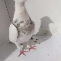 طوقی ماده|پرنده|رباط‌کریم, رباط‌کریم|دیوار