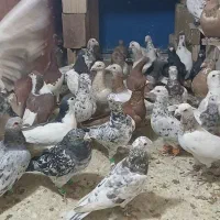 کفتر بوم همگی نر
