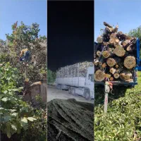 خرید انواع چوب و درخت در باغ وحیاط شما