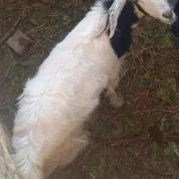 بزغاله فروشی