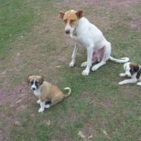 فروش یک قلاده سگ ماده به همراه توله نر|سگ|رستم‌آباد, |دیوار