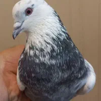 کفتر پرشی غریبگیری /مرغ‌خروس‌قناری‌فنچ