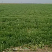 بذر بادام زمینی لوکس