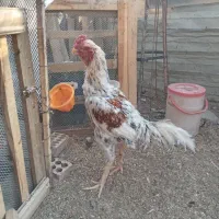 خروس لاری.سالم