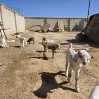 بزغاله|حیوانات مزرعه|برخوار, |دیوار