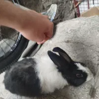 بچه‌ خرگوش‌ ومادرش‌