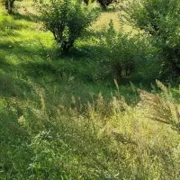 زمین کشاورزی ۸۶۰۰ متری|فروش دفتر صنعتی، کشاورزی، تجاری|اطاقور, |دیوار