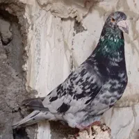 کفتر گوره سینه سفید،شامی،میولمنز،طوق هفترنگ