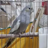 هلندی|پرنده|مسجد سلیمان, |دیوار