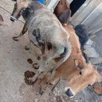 گاو گوساله بومی|حیوانات مزرعه|کرمانشاه, |دیوار