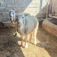 4 راس میش نژاد خوب آبستن|حیوانات مزرعه|دهدشت, |دیوار