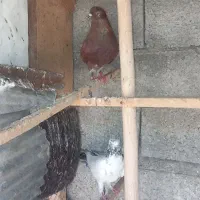 ۹عدد کبوتر پرشی ساعت اوردن ۵ساعت به بالا